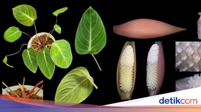 Profesor IPB Diabadikan Jadi Nama Tanaman Berdaun Unik