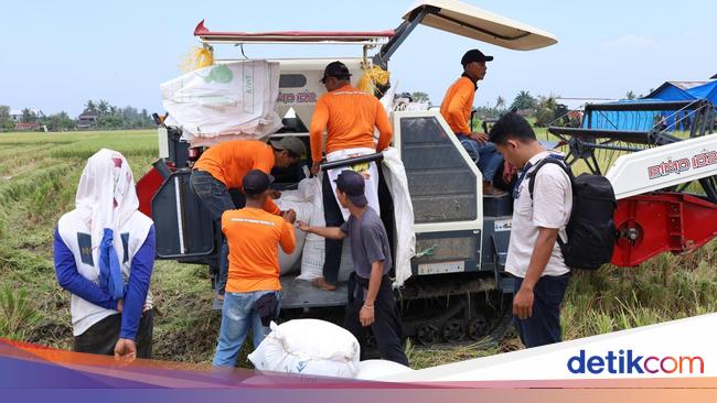 Dukung Ketahanan Pangan Nasional, Panglima TNI Panen Raya Padi di Sumut