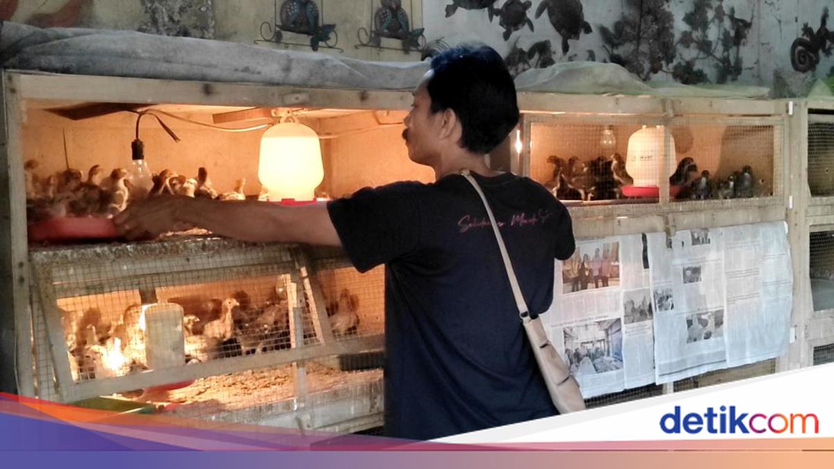 Peternak Ngamuk Harga Jual Ayam Turun, Ini Biang Keroknya!