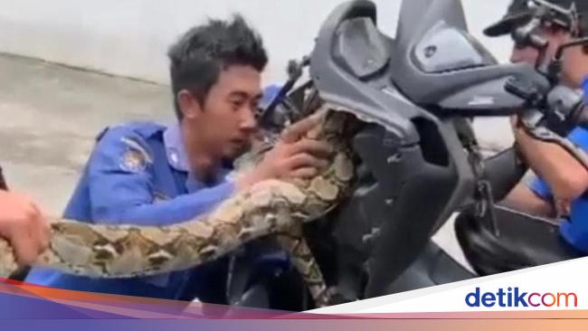 Horor Sanca 4 Meter Bersarang di Bodi Motor