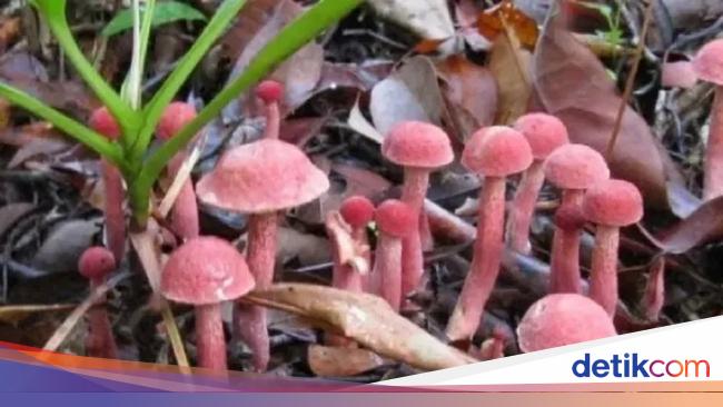 4 Fakta Kulat Pelawan, 'Truffle'-nya Indonesia Seharga Rp 1,2 juta per Kg