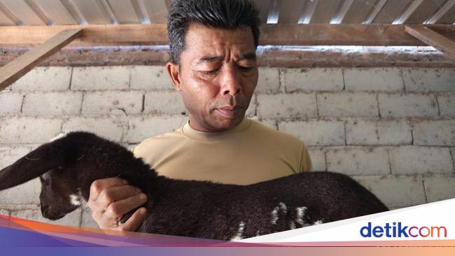 Viral Anak Kambing Berlafaz Allah di Temanggung, Ditawar hingga Rp 20 Juta