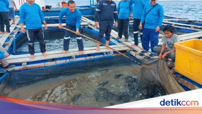 MIND ID Perkuat Ekonomi Masyarakat Pesisir Lewat Budidaya Ikan Laut