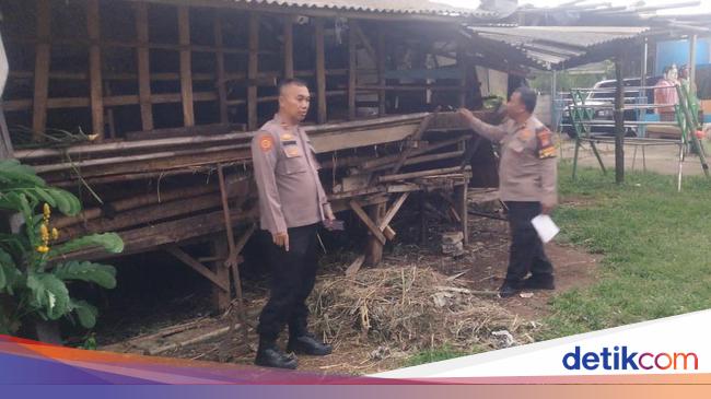 Lagi-lagi Jagal Kambing Sisakan Jeroan Hantui Depok