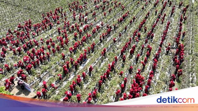 Ribuan Petani Panen Raya Melon DAVINA F1 di Nganjuk Cetak Rekor MURI