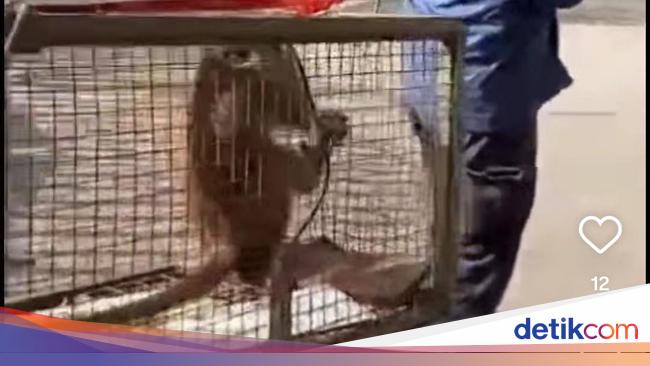 Monyet Masuk Kelas SMK di Bogor Bikin Siswa Ketakutan, Damkar Turun Tangan