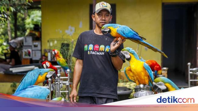 Dari Bengkel ke Langit: Kisah Albi dan Pasukan Parrotnya