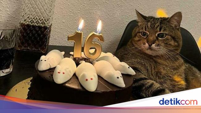 Foto-foto Kucing dari Lucu sampai Nyeleneh, Bikin Gemas!