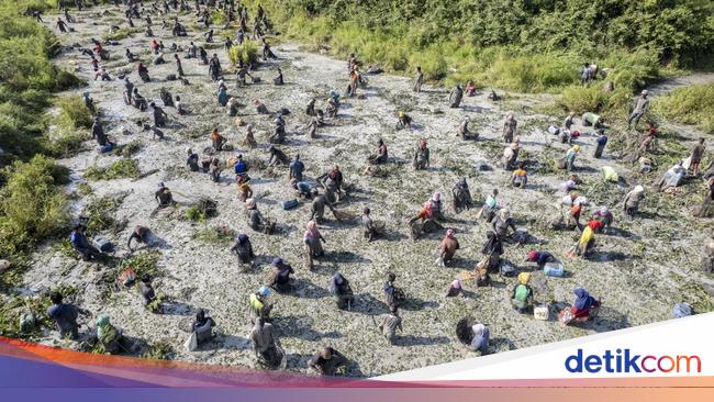 Ratusan Warga Meriahkan Tradisi Bekarang di Muaro Jambi
