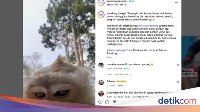 Viral Monyet di Tahura Bandung Ambil Ponsel Pengunjung buat 'Nge-vlog'