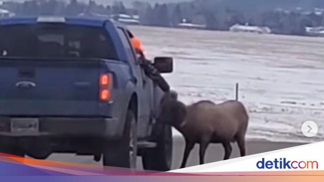 Taman Nasional Yellowstone Dipenuhi Turis yang Abai Keselamatan