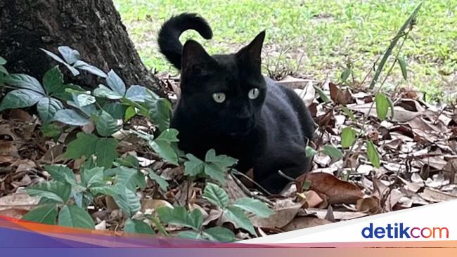 Kucing Garong Terpintar Sedunia, Bantu Ilmuwan Temukan Virus Baru