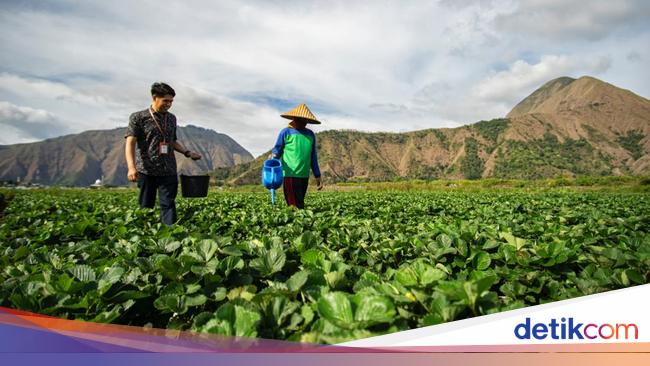 Penyaluran KUR BRI Tembus Rp 83,38 Triliun di Triwulan II 2025