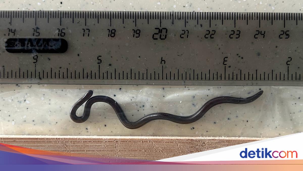 Lena Headey yalangoch