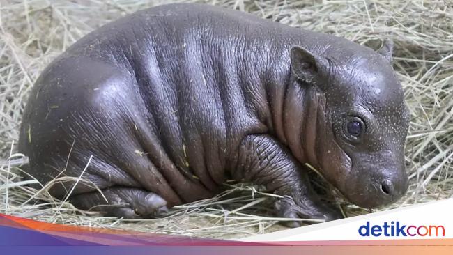 Kenalin Nih Sama Mars, Anak Kuda Nil Kerdil Saingannya Moo Deng