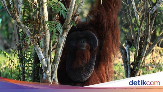 Pertamina Group Kembangkan Pusat Rehabilitasi Orang Utan di Kaltim
