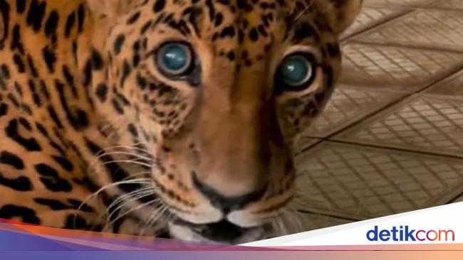 Viral Jaguar di TM Ragunan dalam Kondisi Kurus, Pengelola Beri Penjelasan