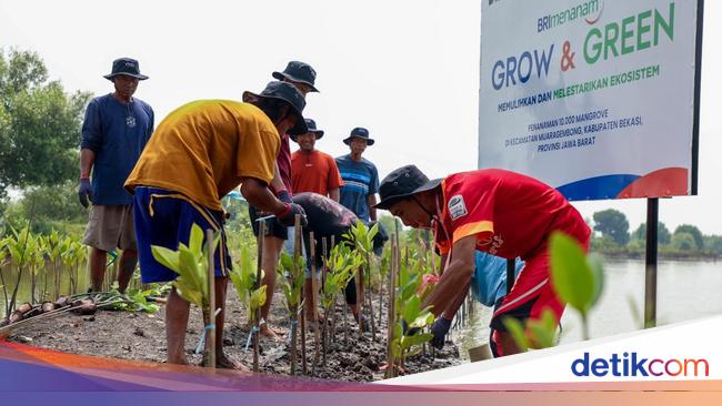 Peringati Hari Mangrove Sedunia, BRI Tanam 10.000 Mangrove di Bekasi