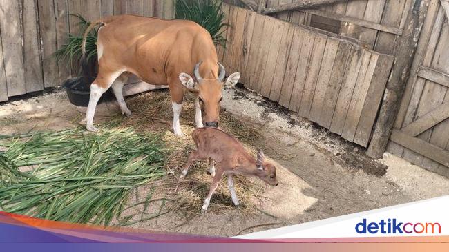 Kelahiran Banteng Jawa di Pusat Reintroduksi Banteng Jawa Pangandaran