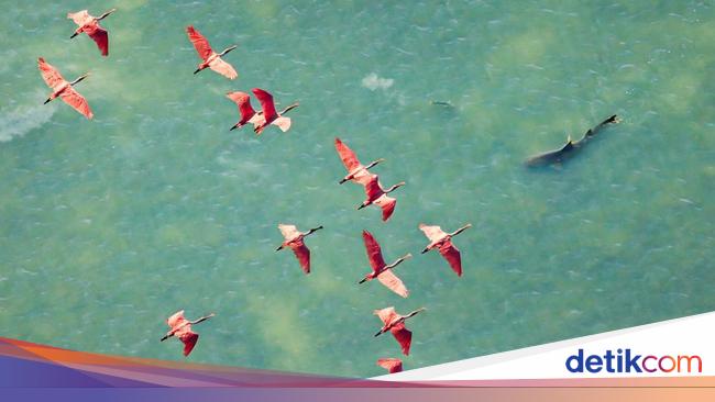 Jawara Kontes Foto Mangrove, Banyak dari Indonesia