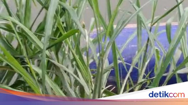 Identitas Mayat Wanita dalam Tong Misterius, Polisi Sebar Ciri-ciri Korban
