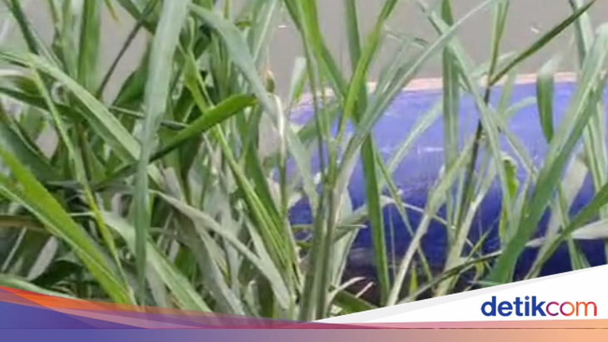 Kondisi Jasad Wanita Dalam Tong Kali Cisadane Membusuk Dan Nyaris Bugil kondisi-jasad-wanita-dalam-tong-kali-cisadane-membusuk-dan-nyaris-bugil