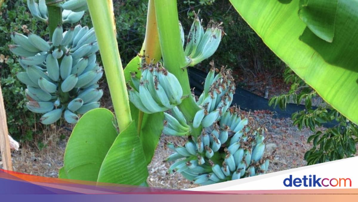 Blue Java Cut Open Blue Java Banana, Pisang Langka Berwarna Biru dengan Tekstur Mirip Es Krim