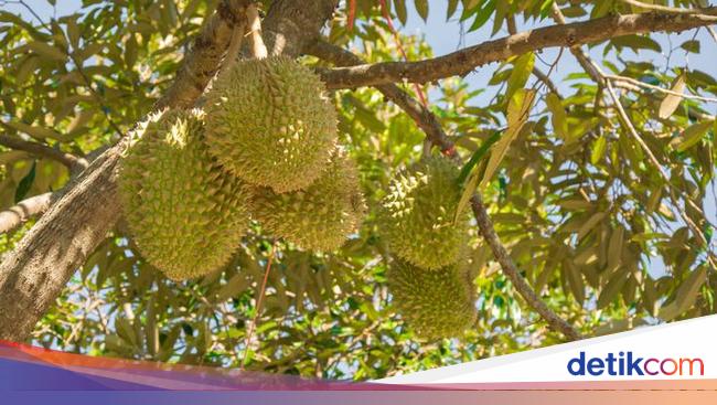 Durian Jatuh Lebih Banyak Sebabkan Kematian Dibanding Serangan Hiu!