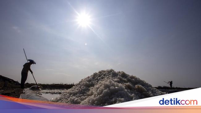 Kemarau Tiba, Petambak Garam Indramayu Kejar Produksi