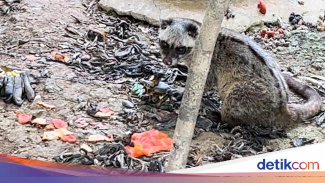 Miris! Viral Kondisi Kandang Medan Zoo Kotor-Diduga Tak Terawat