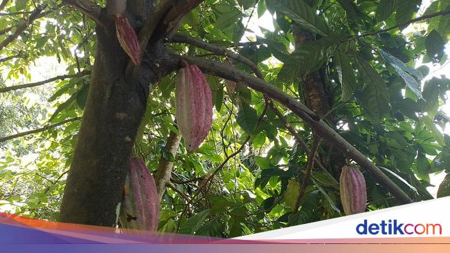 Kopi-Cokelat RI Laris Manis di Malaysia hingga AS