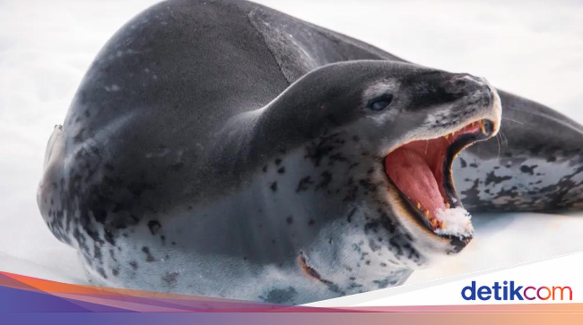 Ternyata, Anjing Laut Bernyanyi di Bawah Lapisan Es