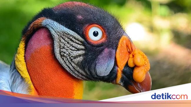 10 Burung Aneh yang Tampangnya Lebih Mirip Alien Ketimbang Hewan