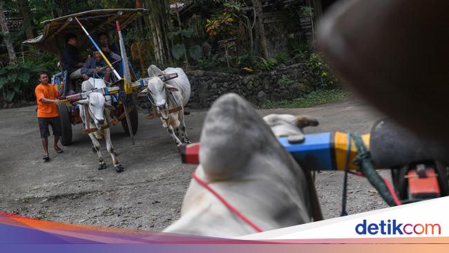 Gerobak Sapi hingga Gamelan Jadi Daya Tarik Desa Pentingsari