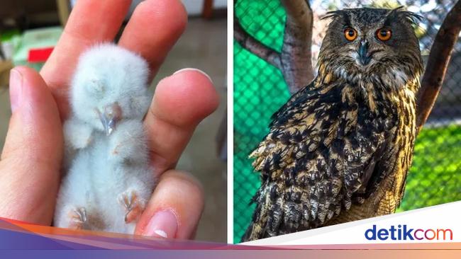 Bayi-bayi Hewan yang Tidak Mirip dengan Induknya
