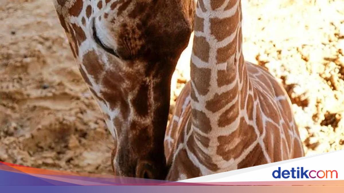 Fakta Unik Bayi-bayi Hewan yang Mungkin Kamu Belum Tahu