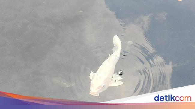Kisah Ikan yang Dipercaya Jelmaan Pertapa Sakti di Kuningan