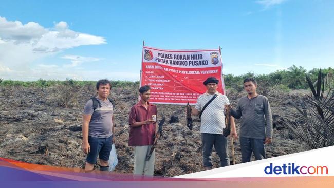 Lahan 1 Ha di Rohil Terbakar Akibat Puntung Rokok, 1 Orang Ditangkap