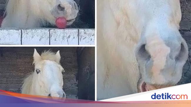 12 Foto Hewan Lucu dan Absurd yang Ada di Internet, Udah Lihat Belum?