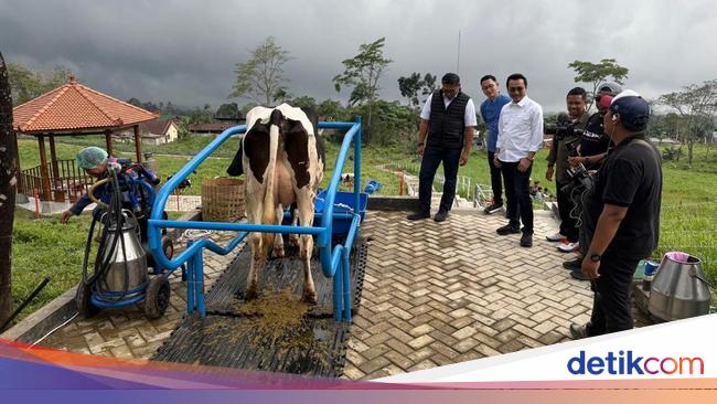 27 Ribu Sapi Perah Impor Masuk Indonesia demi Kebut Produksi Susu