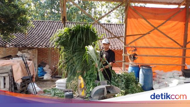 Kisah Pengusaha Pakan Ternak Kembangkan Bisnis Lewat KUR BRI