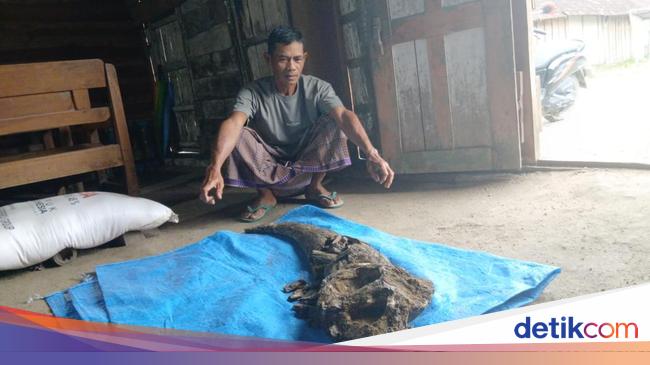 Tanduk Raksasa Ditemukan Warga Blora, Usianya Diperkirakan 200 Ribu Tahun