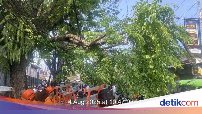 Pohon Tumbang di Depan Stasiun Cilebut Bogor, Sempat Tutup Jalan