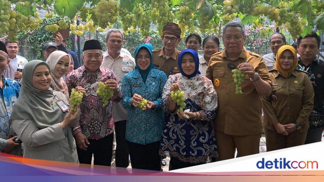 Benyamin Davnie-Tinawati Andra Soni Hadiri Panen Anggur Lokal di Tangsel