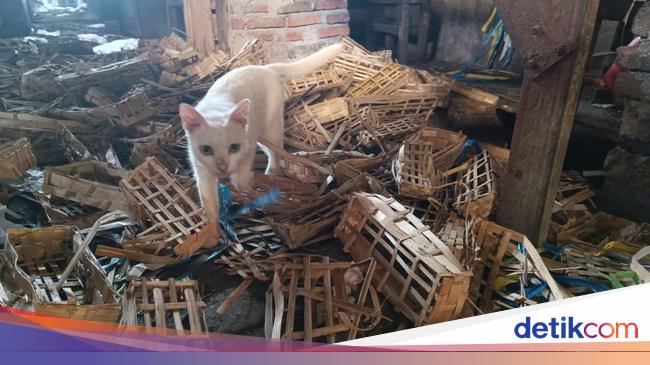 Geger Puluhan Kepala Kucing dalam Karung di Pasar Sepanjang Sidoarjo
