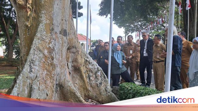 Pemprov Banten Gandeng Ahli IPB Cek Pohon Tua Demi Keselamatan Warga