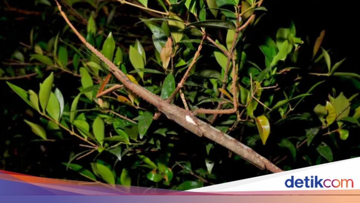 Australia Temukan Serangga Baru Berukuran Raksasa