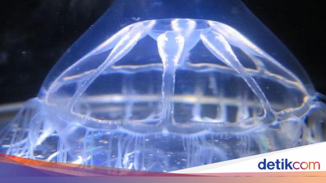 Ada Garis Misterius di Laut, Ubur-ubur Bahkan Tak Melintas