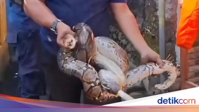 Sanca Besar Masuk Selokan SDN Bogor Bikin Panik, Damkar Evakuasi