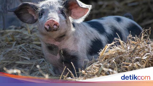 Ini 5 Jenis Babi yang Dagingnya Banyak Dikonsumsi di Dunia